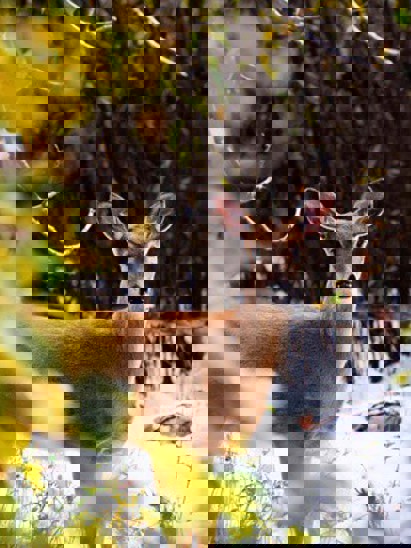 listing-details-carousel