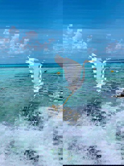 listing-details-carousel