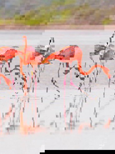 中文小团墨西哥坎昆粉红湖+火烈鸟自然保护区+天然玛雅泥浴
1日游

