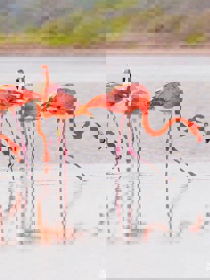 listing-details-carousel