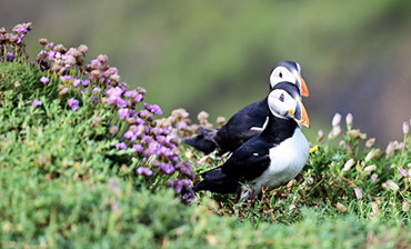 （精品小团鹿湖进圣琼斯出）加拿大穿越征服纽芬兰+格罗斯莫恩公园+西布鲁克冰蚀峡湾6天5晚